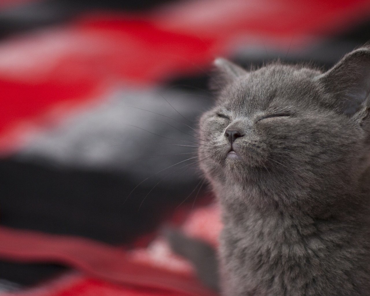 Обои котенок, довольный, блаженство, kitty, happy, bliss разрешение 1920x1200 Загрузить