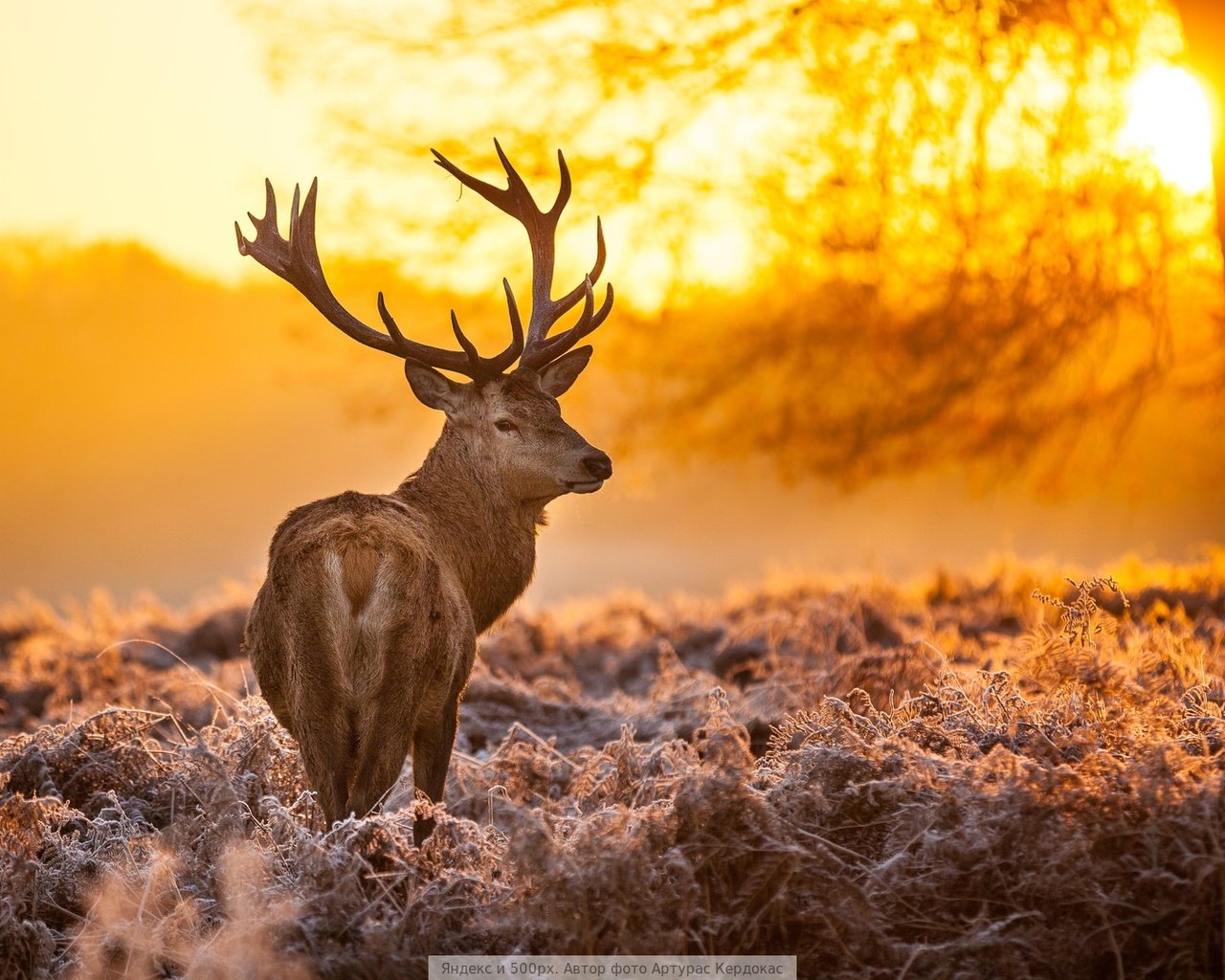 Обои свет, дерево, олень, light, tree, deer разрешение 1920x1080 Загрузить