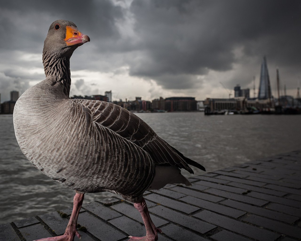 Обои лондон, темза, серый, прогулка, гусь, london, thames, grey, walk, goose разрешение 1920x1200 Загрузить