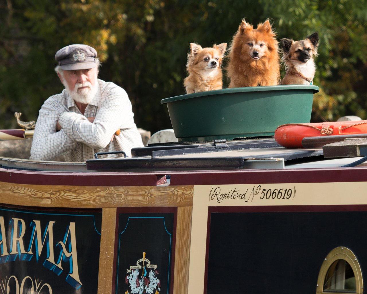 Обои собаки, старик, три храбреца в одном тазу, dogs, the old man, three brave in one basin разрешение 2048x1365 Загрузить