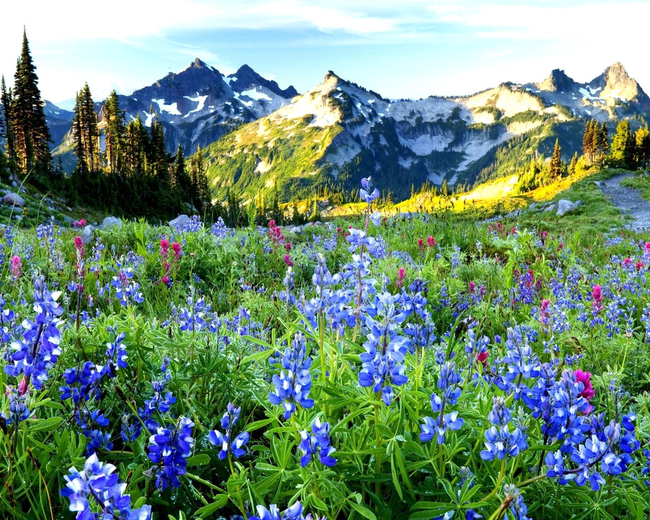 Обои небо, цветы, горы, даль, the sky, flowers, mountains, dal разрешение 2560x1600 Загрузить