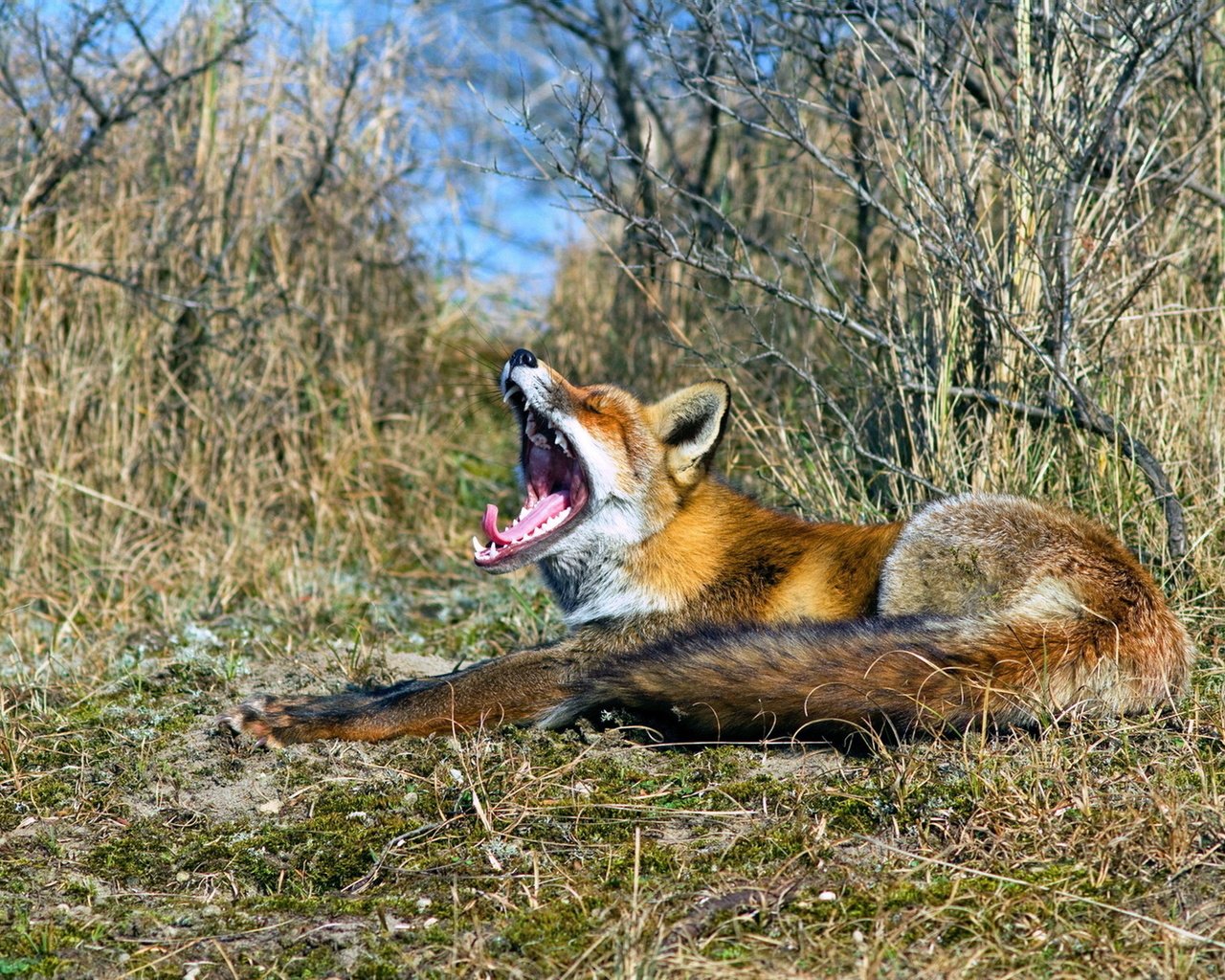 Обои природа, лиса, пасть, nature, fox, mouth разрешение 1920x1200 Загрузить