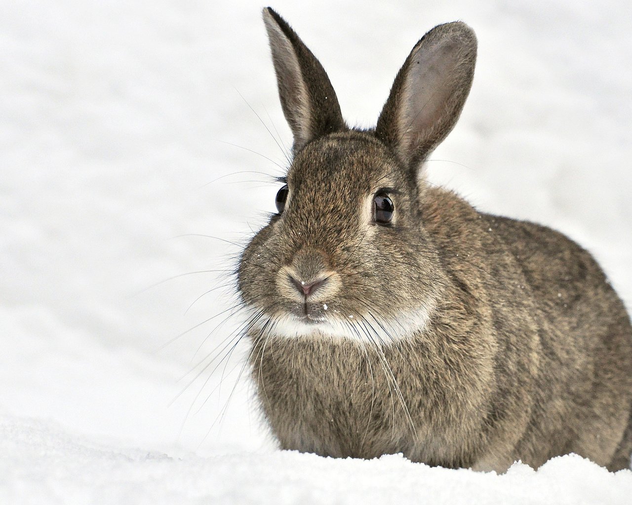 Обои снег, зима, мордочка, ушки, кролик, животное, заяц, snow, winter, muzzle, ears, rabbit, animal, hare разрешение 1920x1200 Загрузить