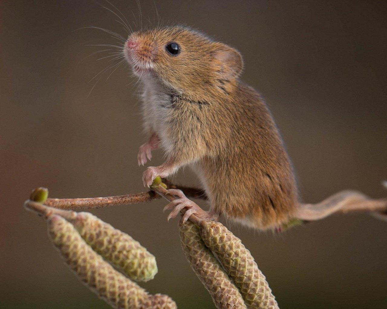 Обои ветка, природа, фон, мышь, мышка, ольховая, branch, nature, background, mouse, alder разрешение 1920x1200 Загрузить