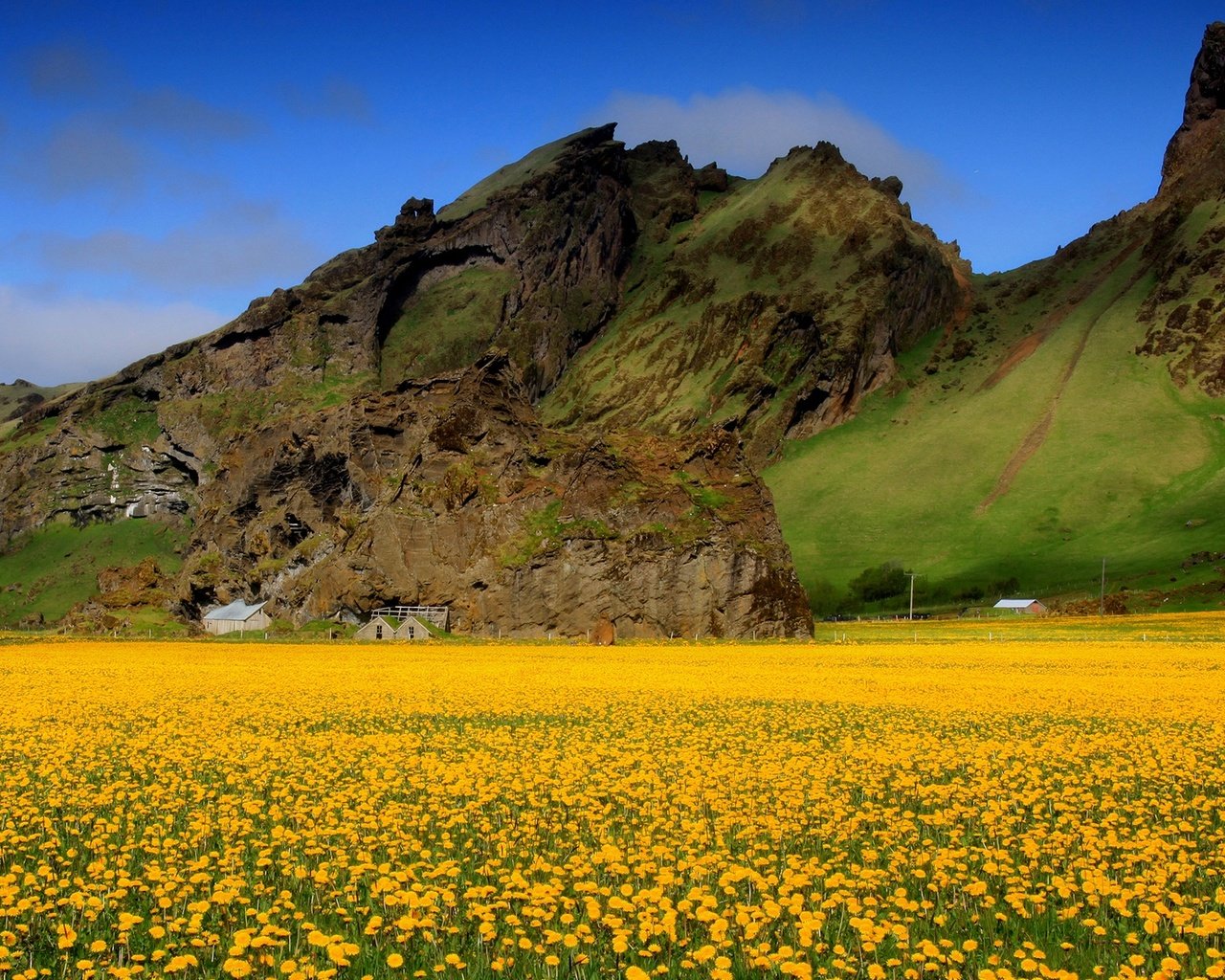 Обои небо, цветы, горы, поле, весна, одуванчики, долина, желтые, the sky, flowers, mountains, field, spring, dandelions, valley, yellow разрешение 1920x1200 Загрузить