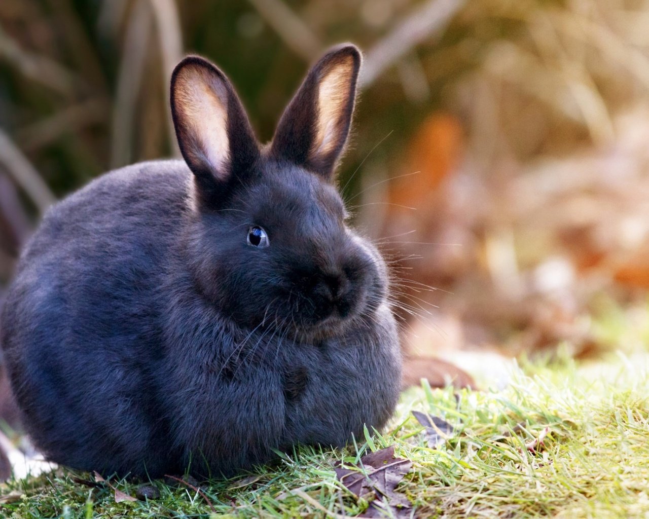 Обои трава, природа, шерсть, кролик, уши, заяц, grass, nature, wool, rabbit, ears, hare разрешение 1920x1200 Загрузить