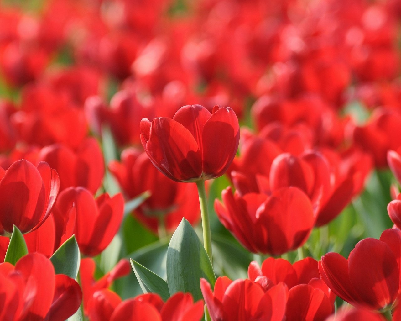 Обои цветы, красные, весна, тюльпаны, flowers, red, spring, tulips разрешение 1920x1200 Загрузить