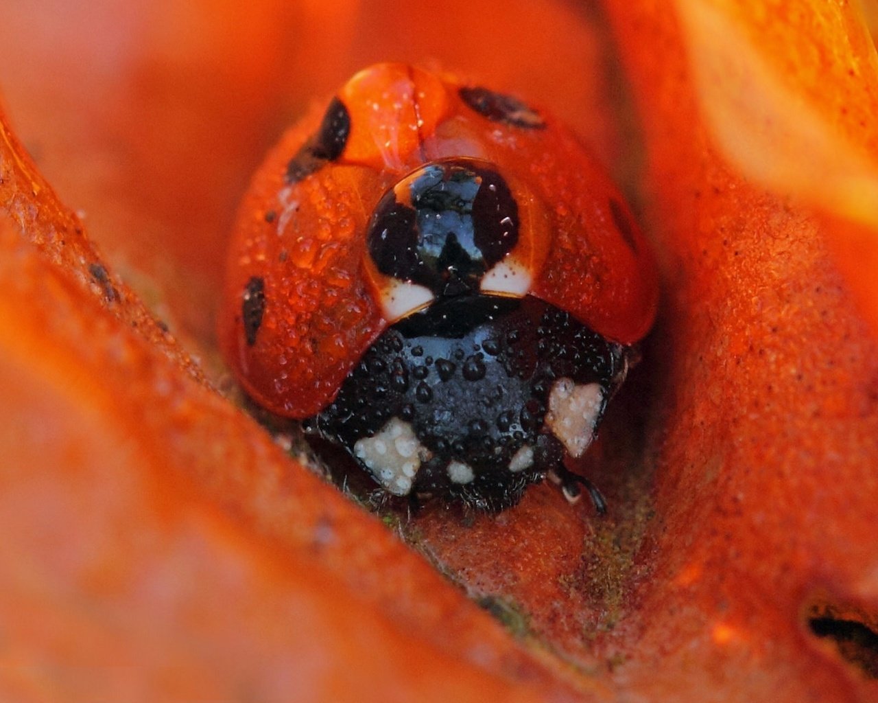 Обои насекомое, цветок, роса, капли, божья коровка, insect, flower, rosa, drops, ladybug разрешение 1920x1200 Загрузить