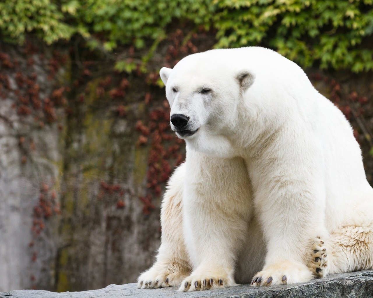 Обои полярный медведь, медведь, белый, хищник, белый медведь, зоопарк, pola...