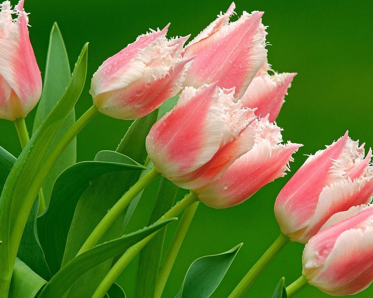 Обои цветы, природа, тюльпаны, розовые, flowers, nature, tulips, pink разрешение 1920x1200 Загрузить
