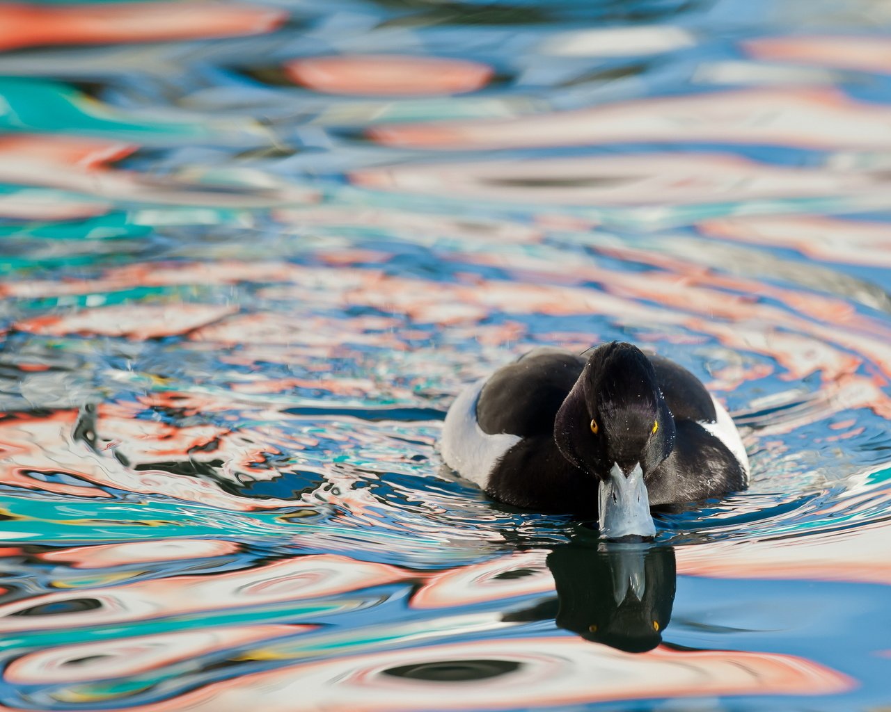 Обои вода, природа, птица, утка, water, nature, bird, duck разрешение 2560x1600 Загрузить