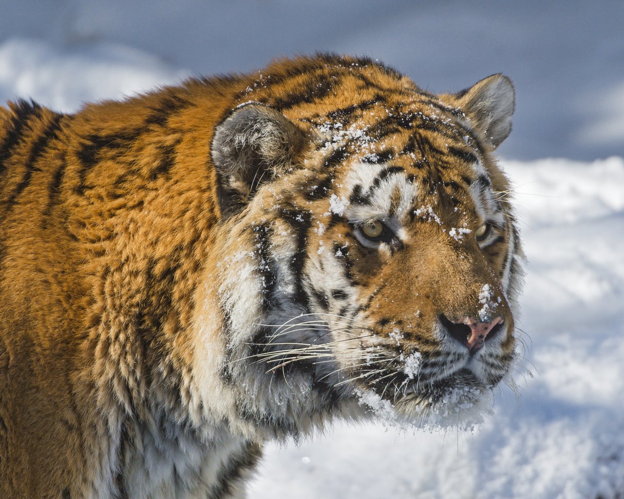 Обои тигр, морда, снег, зима, хищник, большая кошка, амурский тигр, tiger, face, snow, winter, predator, big cat, the amur tiger разрешение 2048x1365 Загрузить