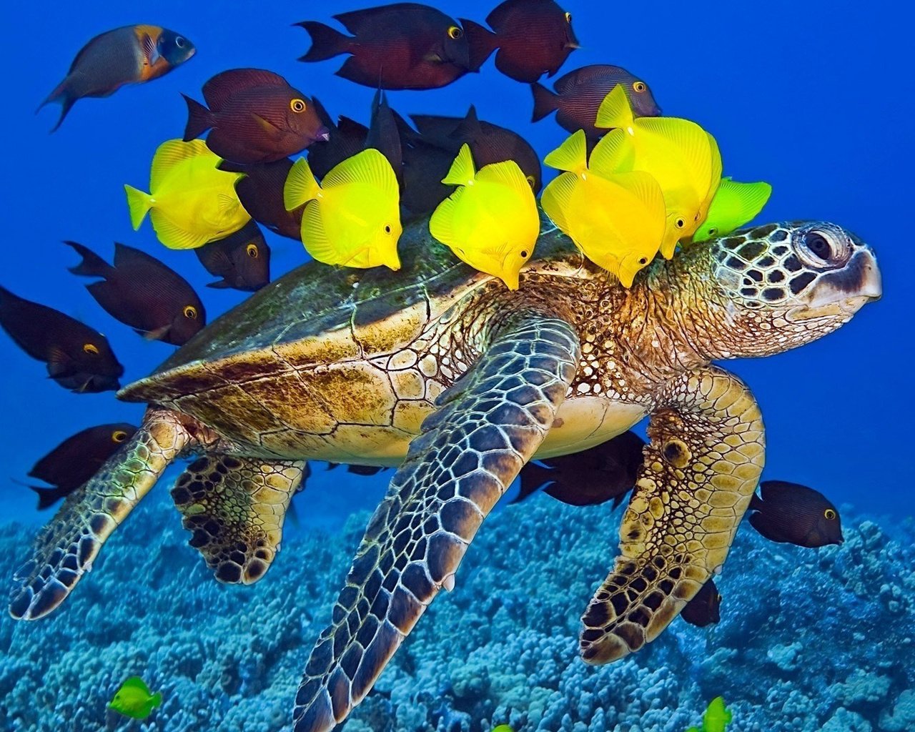 Обои рыбки, черепаха, рыбы, кораллы, подводный мир, морская черепаха, зебрасома, зебрасомы, fish, turtle, corals, underwater world, sea turtle, zebrasoma разрешение 1920x1080 Загрузить