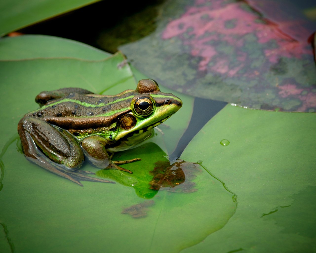 Обои глаза, листья, макро, водоем, лягушка, eyes, leaves, macro, pond, frog разрешение 2560x1700 Загрузить