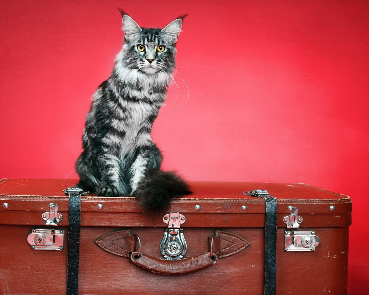Обои фон, кот, кошка, чемодан, background, cat, suitcase разрешение 2560x1600 Загрузить