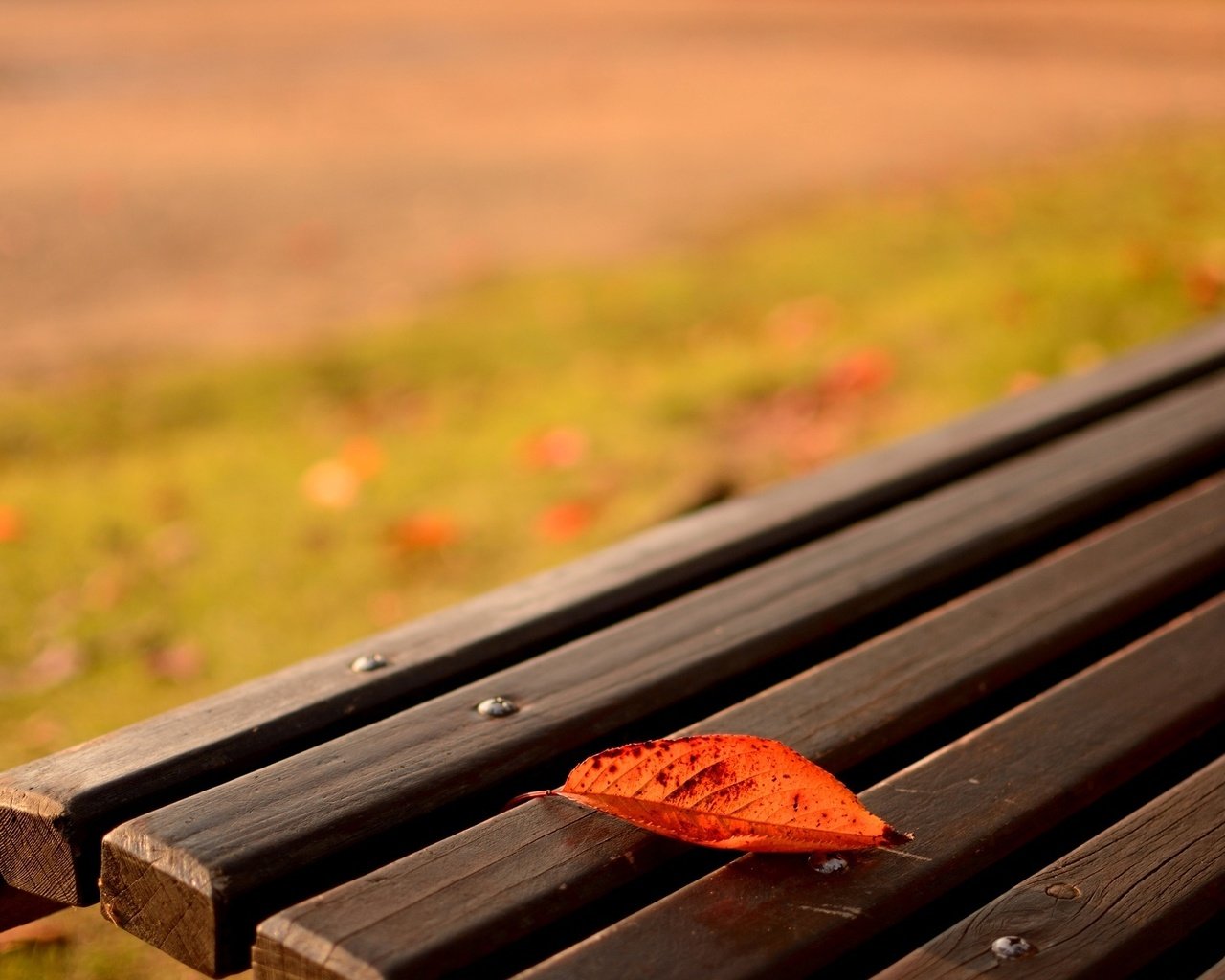 Обои природа, макро, осень, лист, скамейка, nature, macro, autumn, sheet, bench разрешение 1920x1200 Загрузить