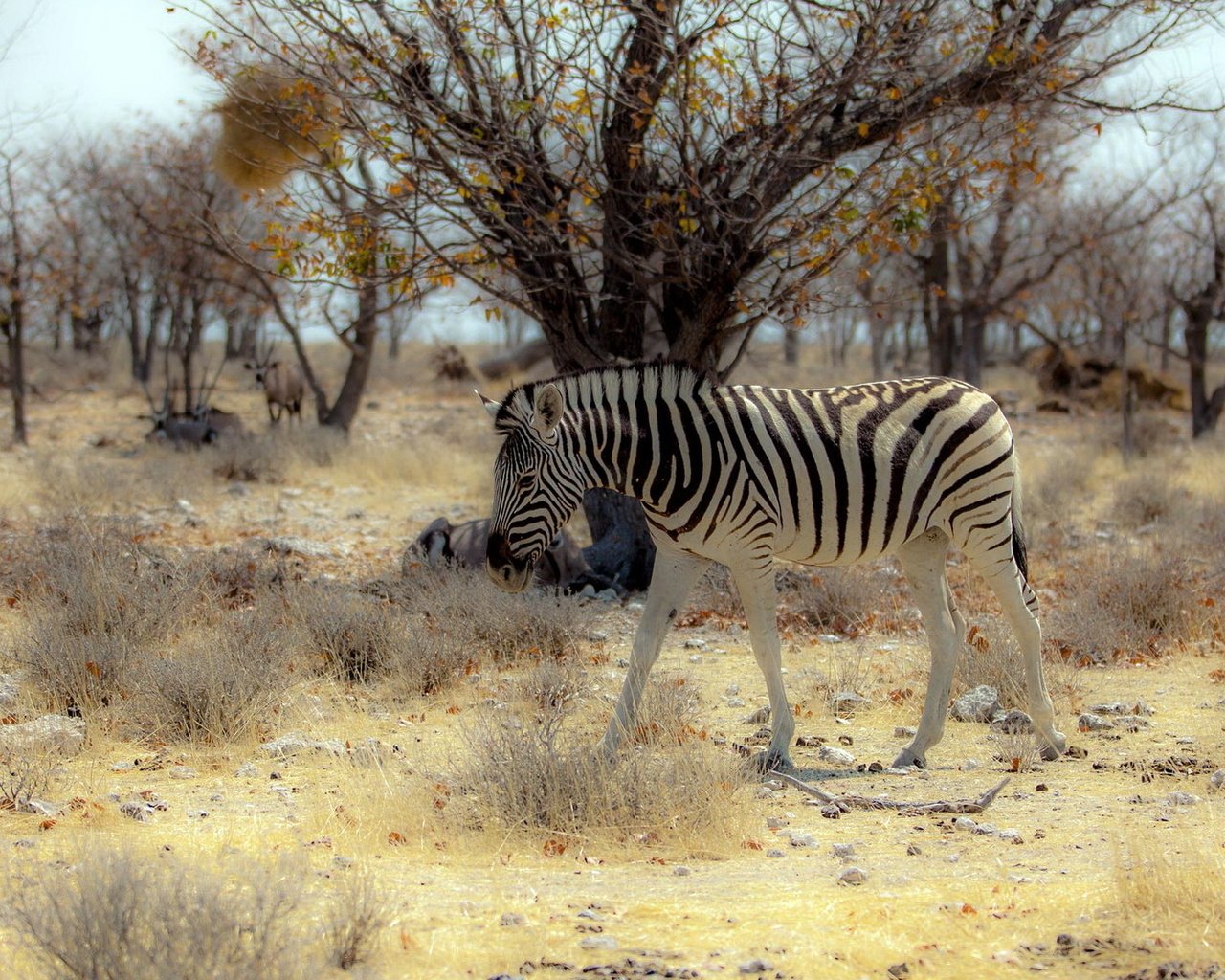 Обои природа, зебра, африка, nature, zebra, africa разрешение 1920x1200 Загрузить