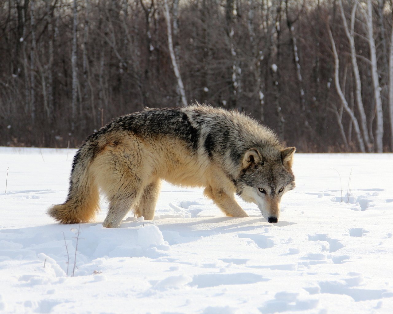 Обои снег, природа, лес, зима, волк, snow, nature, forest, winter, wolf разрешение 1920x1200 Загрузить