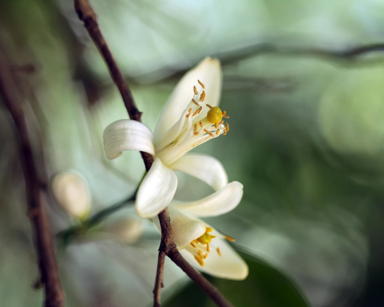 Обои цветы, цветение, макро, весна, белые, flowers, flowering, macro, spring, white разрешение 2048x1365 Загрузить