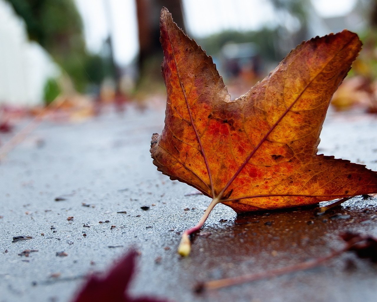 Обои грусть, осень, лист, асфальт, sadness, autumn, sheet, asphalt разрешение 1920x1200 Загрузить