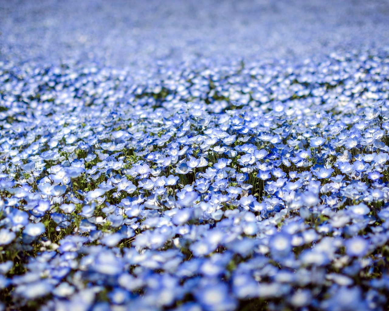 Обои цветы, природа, весна, много, у тебя волос, немофила, flowers, nature, spring, a lot, you have hair, nemophila разрешение 2560x1600 Загрузить