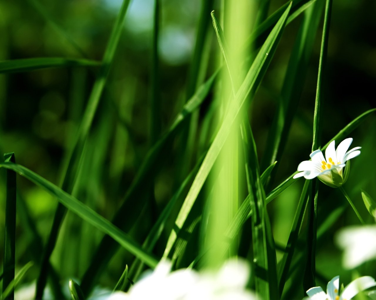 Обои цветы, зелень, белые лепестки, летний цветок, flowers, greens, white petals, summer flower разрешение 1920x1200 Загрузить