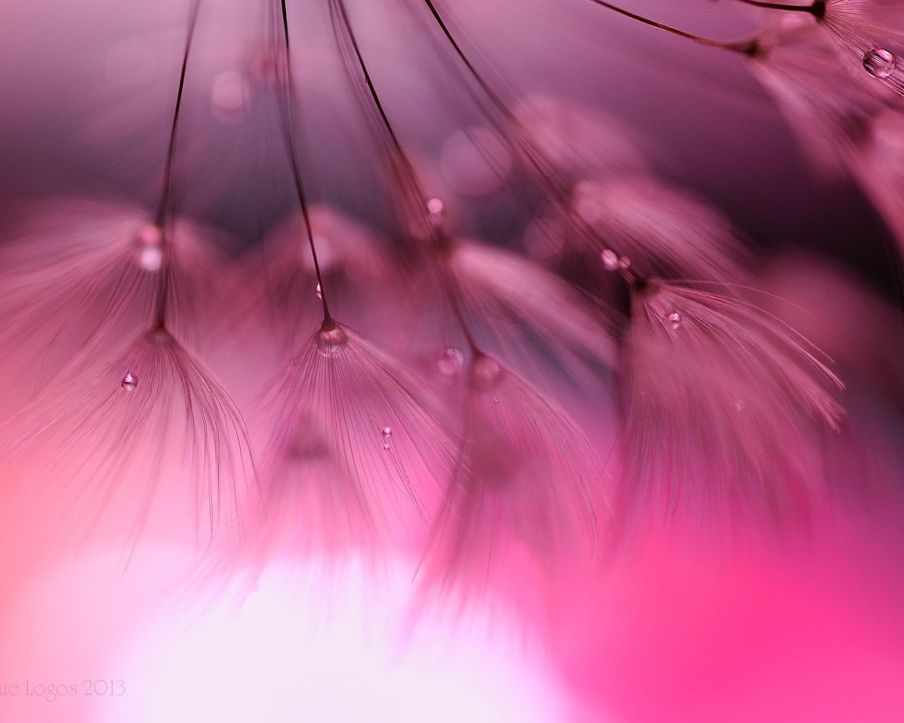 Обои макро, цветок, капли, одуванчик, пушинки, macro, flower, drops, dandelion, fuzzes разрешение 2048x1365 Загрузить