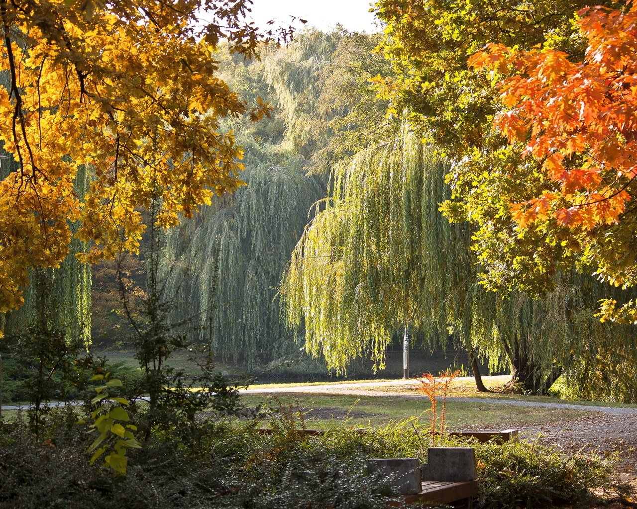 Обои деревья, парк, осень, скамейка, плакучие ивы, trees, park, autumn, bench, weeping willows разрешение 2304x1536 Загрузить