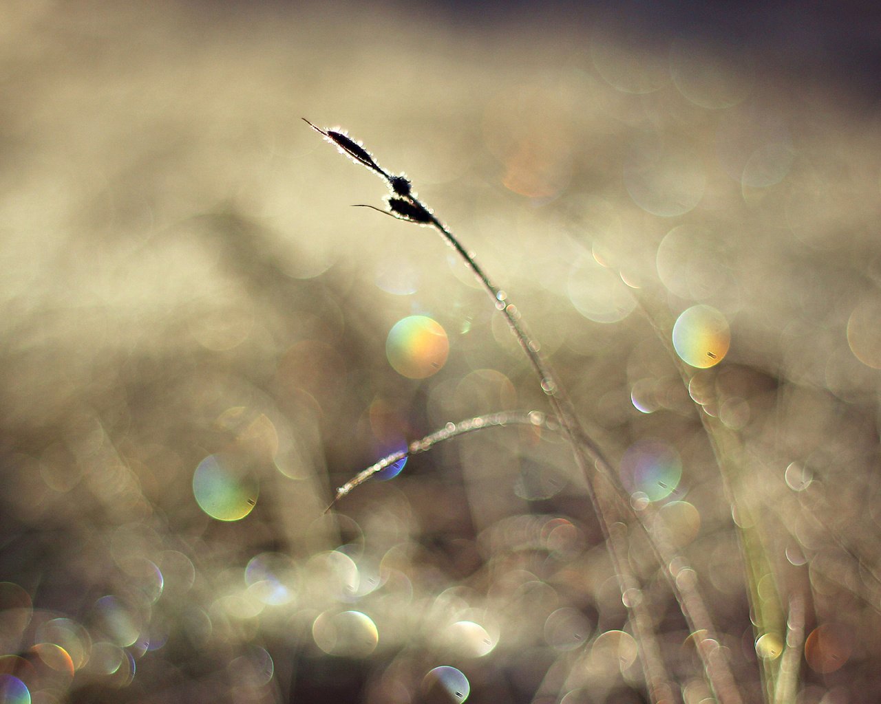 Обои свет, солнце, макро, блики, травинка, light, the sun, macro, glare, a blade of grass разрешение 1920x1080 Загрузить