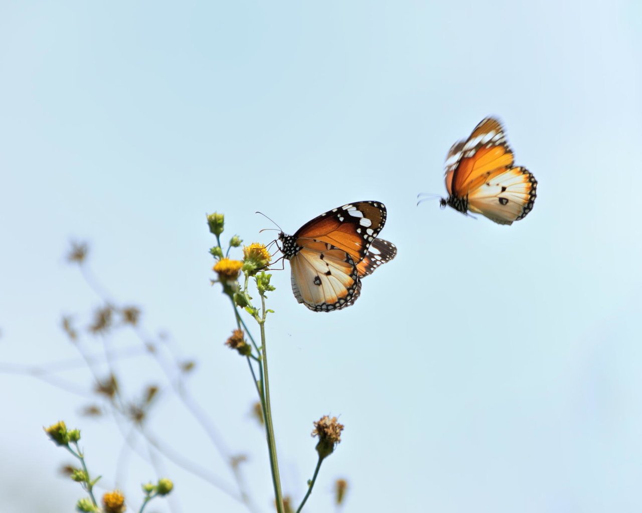 Обои макро, цветок, насекомые, бабочки, macro, flower, insects, butterfly разрешение 2048x1356 Загрузить