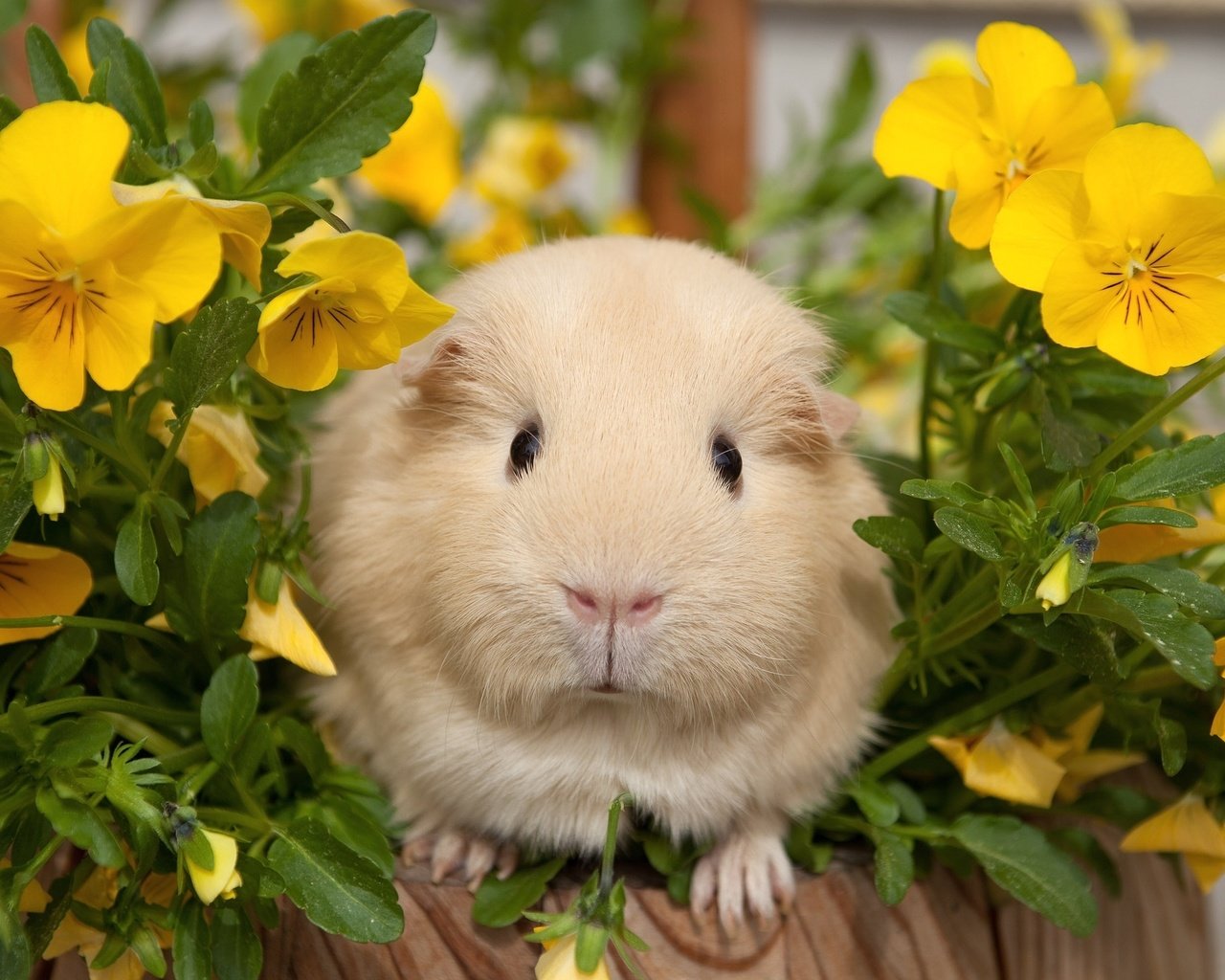 Обои цветы, анютины глазки, морская свинка, flowers, pansy, guinea pig разрешение 2048x1430 Загрузить