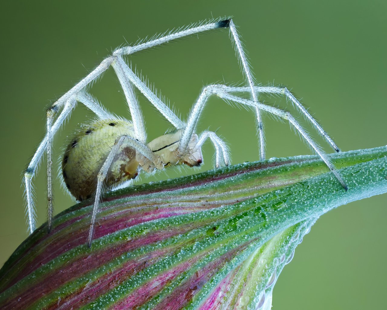 Обои макро, цветок, насекомые, паук, macro, flower, insects, spider разрешение 3600x2425 Загрузить