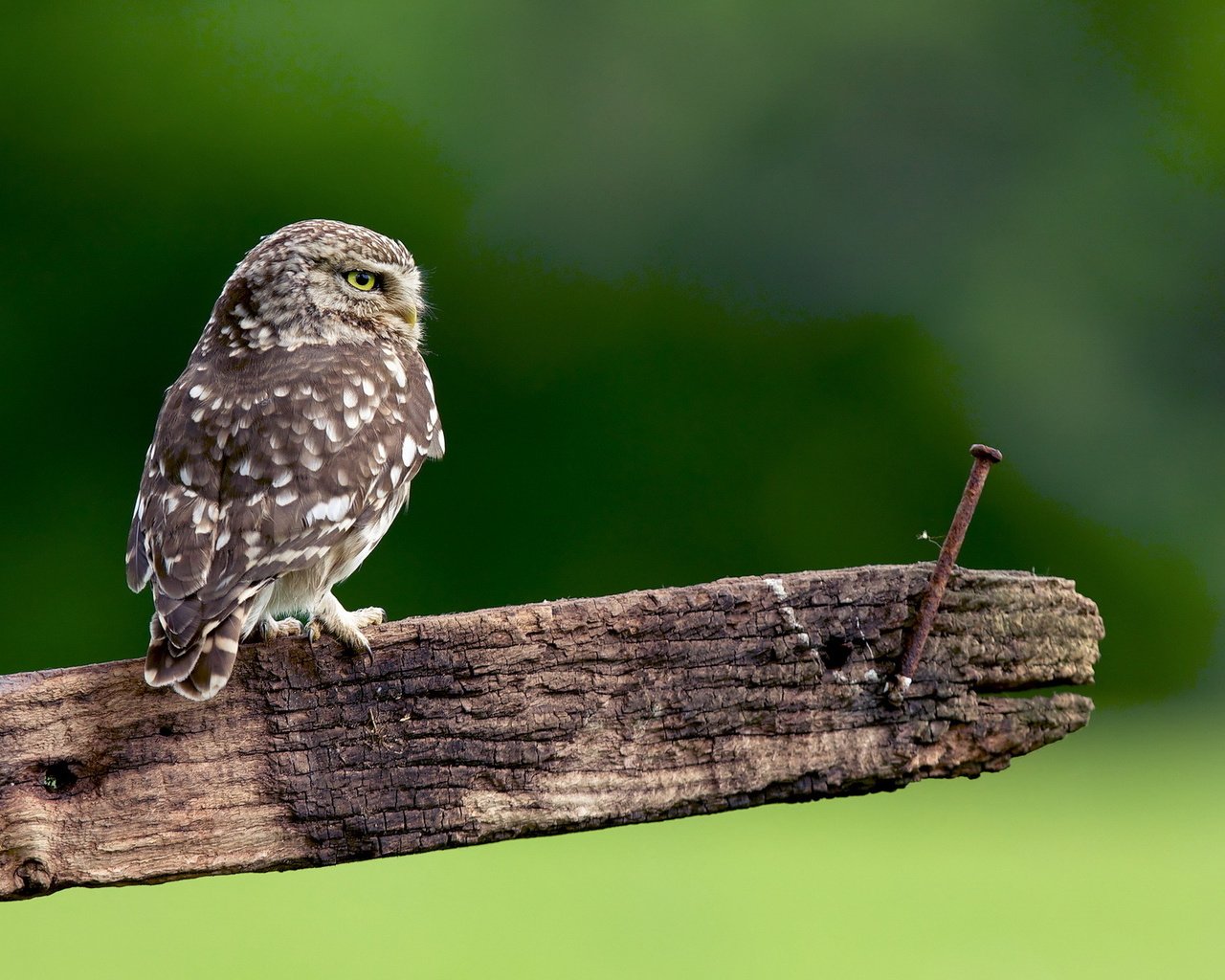 Обои сова, природа, доска, гвоздь, птица, перья, сыч, owl, nature, board, nail, bird, feathers разрешение 1920x1280 Загрузить