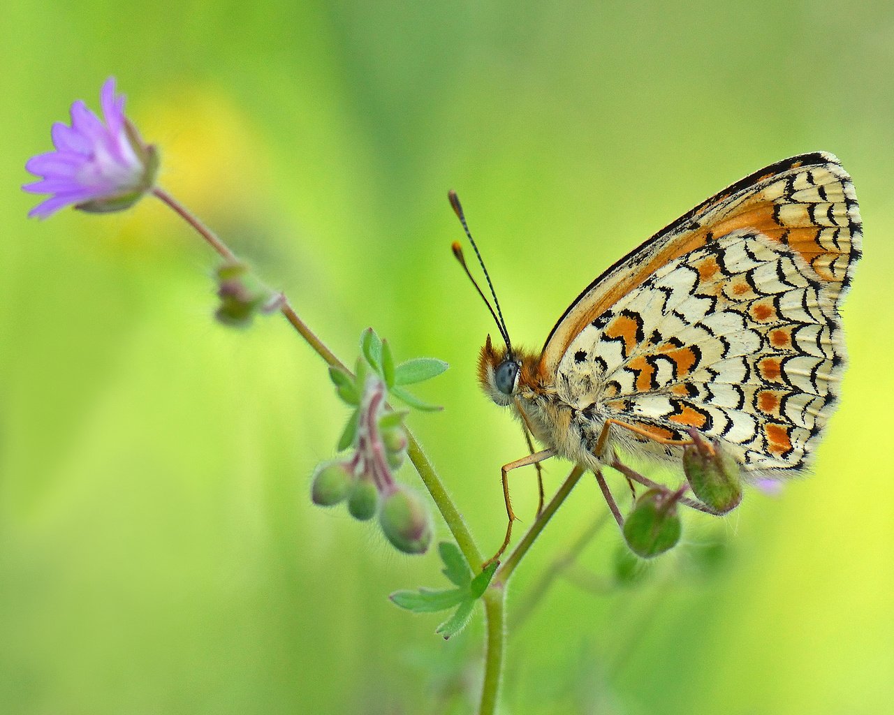 Обои фон, цветок, бабочка, насекомые, background, flower, butterfly, insects разрешение 2048x1365 Загрузить