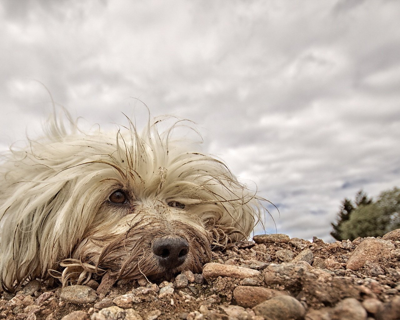 Обои собака, друг, белая, мохнатая, гаванский бишон, dog, each, white, hairy, the havanese разрешение 1920x1200 Загрузить