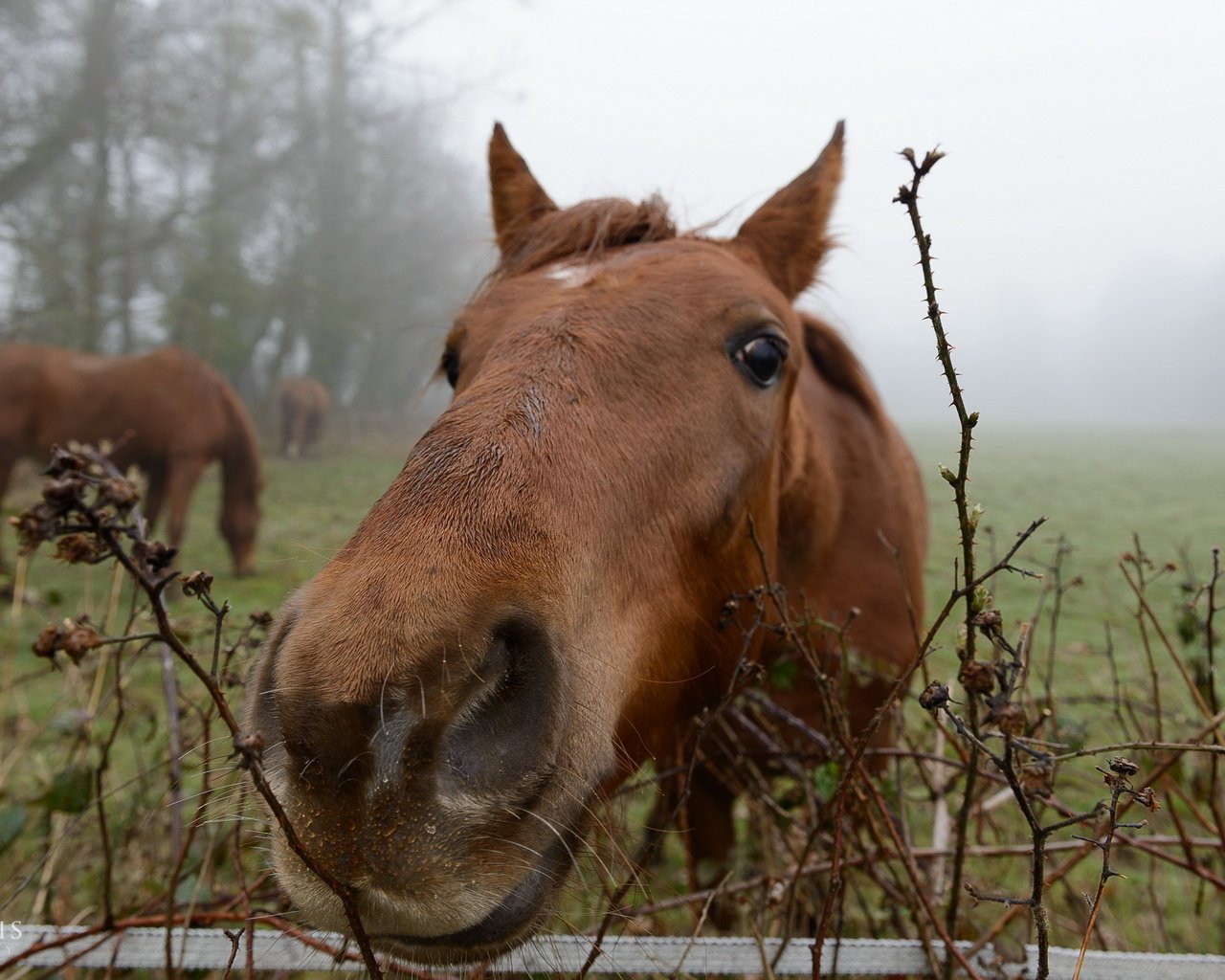 Обои природа, забор, лошади, конь, nature, the fence, horse разрешение 2560x1600 Загрузить