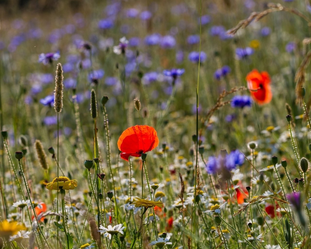 Обои цветы, василек, трава, макро, лето, ромашка, луг, мак, полевые, flowers, cornflower, grass, macro, summer, daisy, meadow, mac, field разрешение 2048x1365 Загрузить