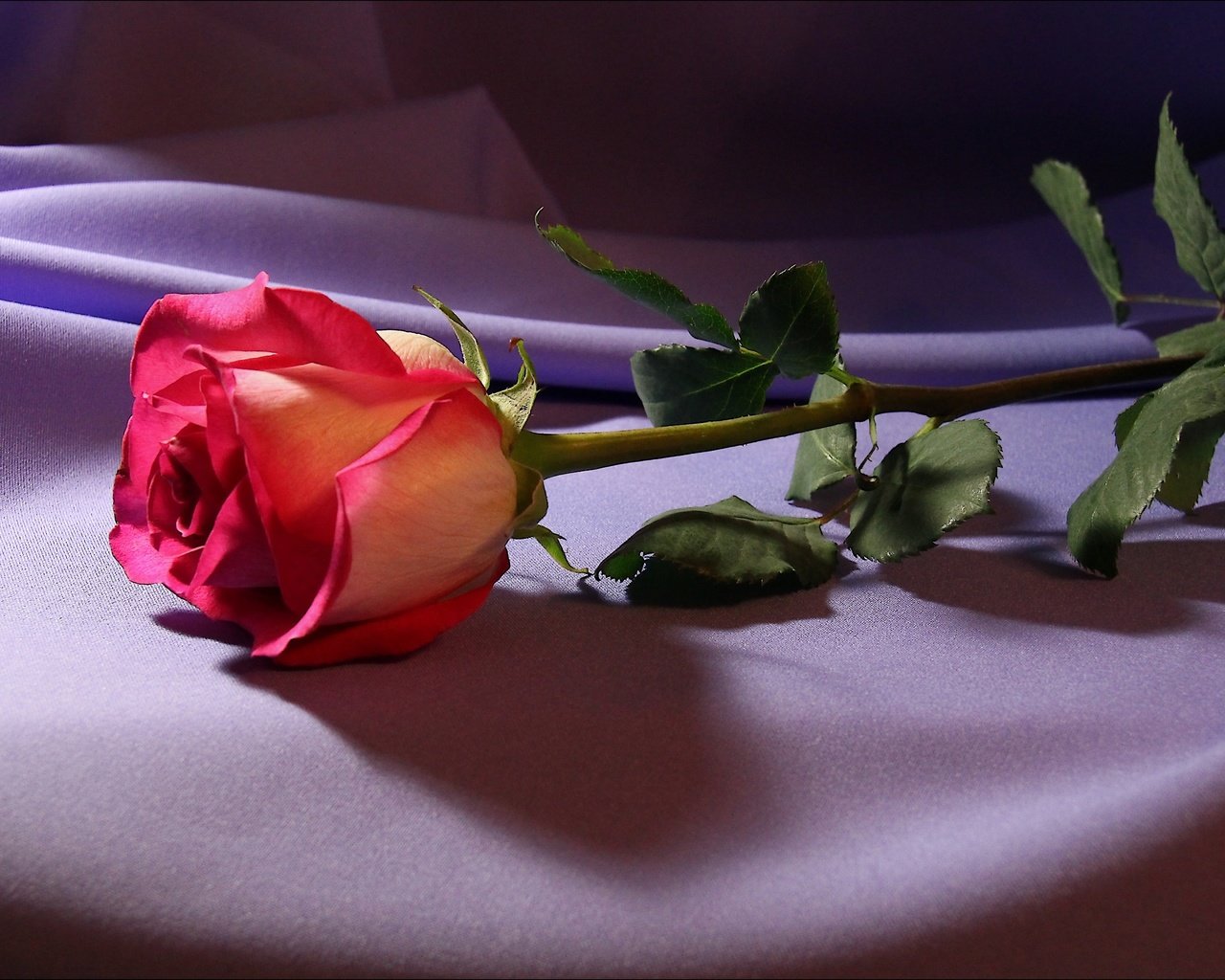 Обои свет, цветы, цветок, роза, ткань, light, flowers, flower, rose, fabric разрешение 5184x3456 Загрузить