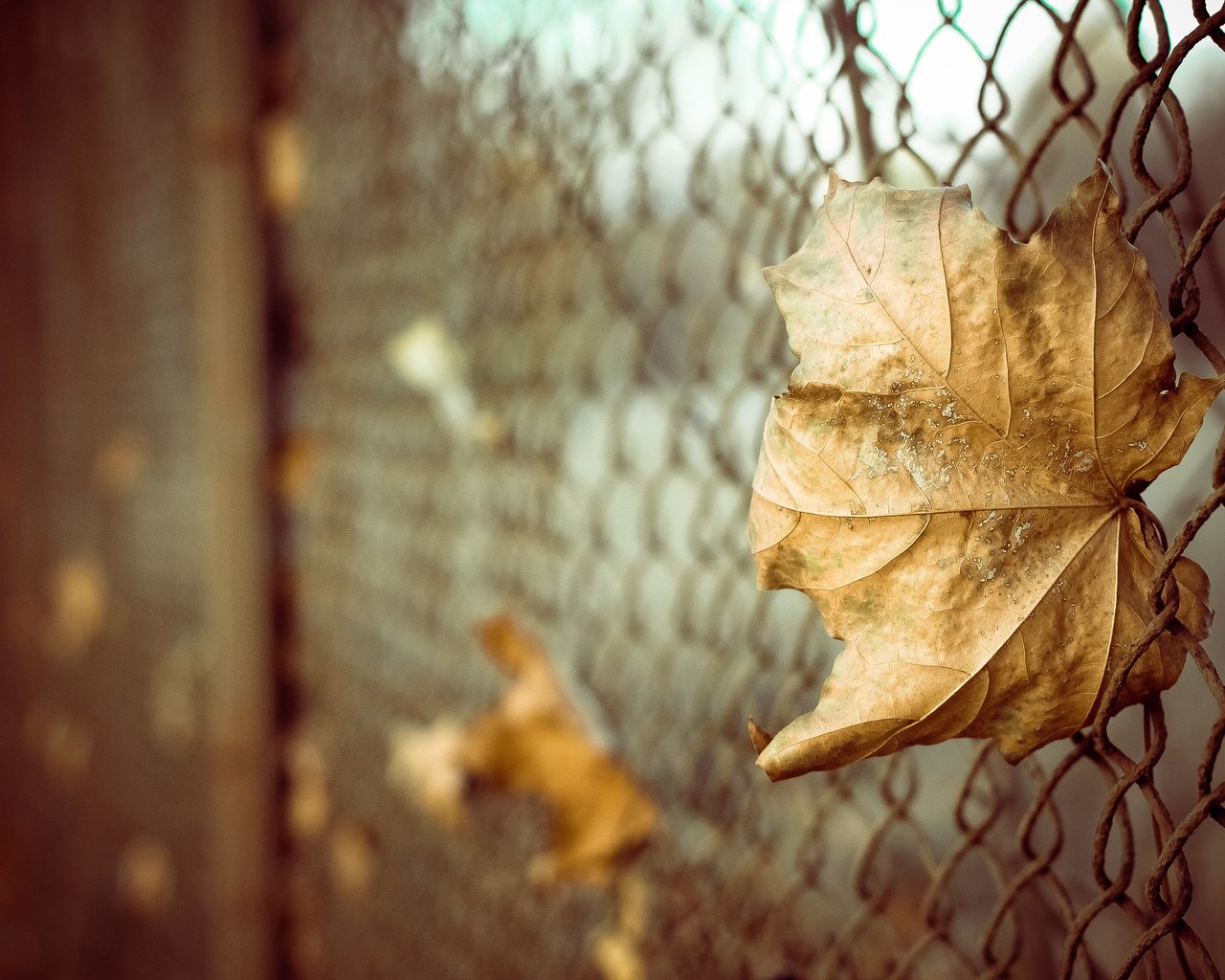 Обои листья, макро, осень, забор, лист, сетка, боке, leaves, macro, autumn, the fence, sheet, mesh, bokeh разрешение 4272x2848 Загрузить