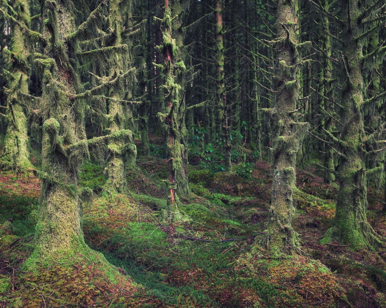 Обои деревья, природа, лес, мох, шотландия, trees, nature, forest, moss, scotland разрешение 1920x1200 Загрузить