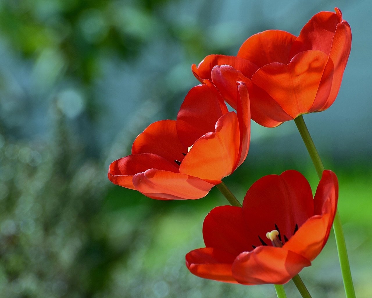 Обои цветы, макро, фон, красные, тюльпаны, flowers, macro, background, red, tulips разрешение 1920x1357 Загрузить