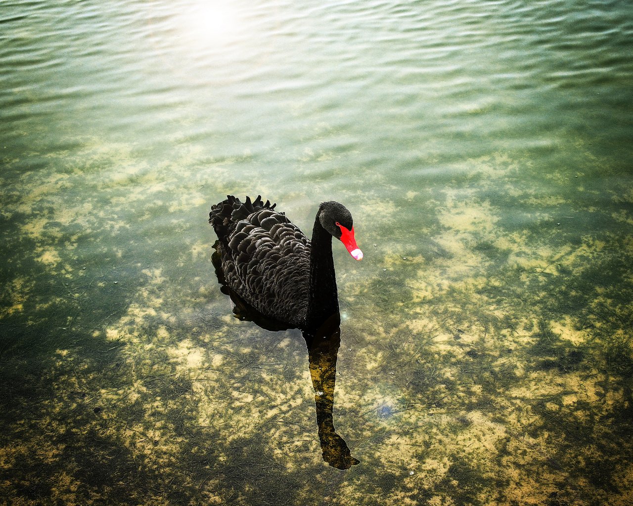 Обои вода, черный, птицы, лебедь, water, black, birds, swan разрешение 2048x1363 Загрузить