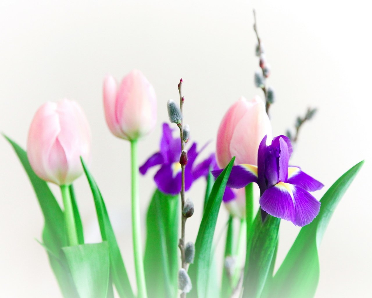 Обои цветы, букет, тюльпаны, ирисы, верба, веточки, flowers, bouquet, tulips, irises, verba, twigs разрешение 2560x1600 Загрузить