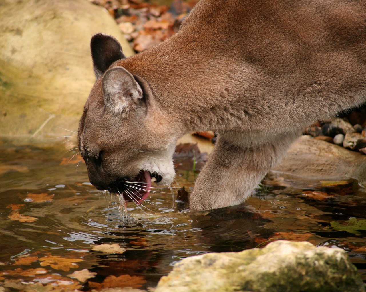 Обои водопой, горный лев, пума.кугуар, drink, mountain lion, puma.cougar разрешение 2184x1456 Загрузить