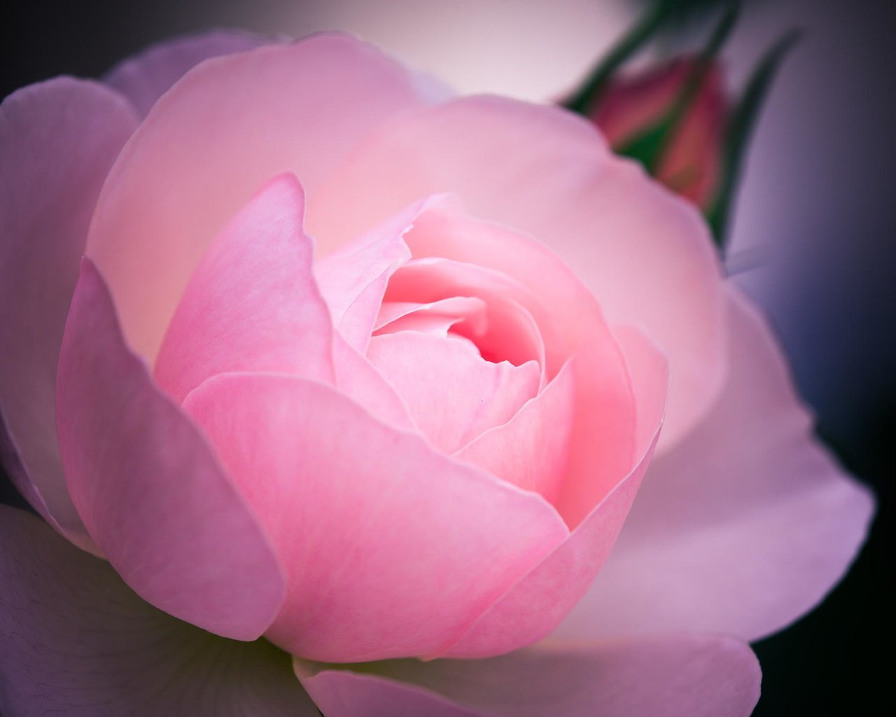 Обои цветок, роза, розовая, макро., flower, rose, pink, macro. разрешение 2048x1363 Загрузить