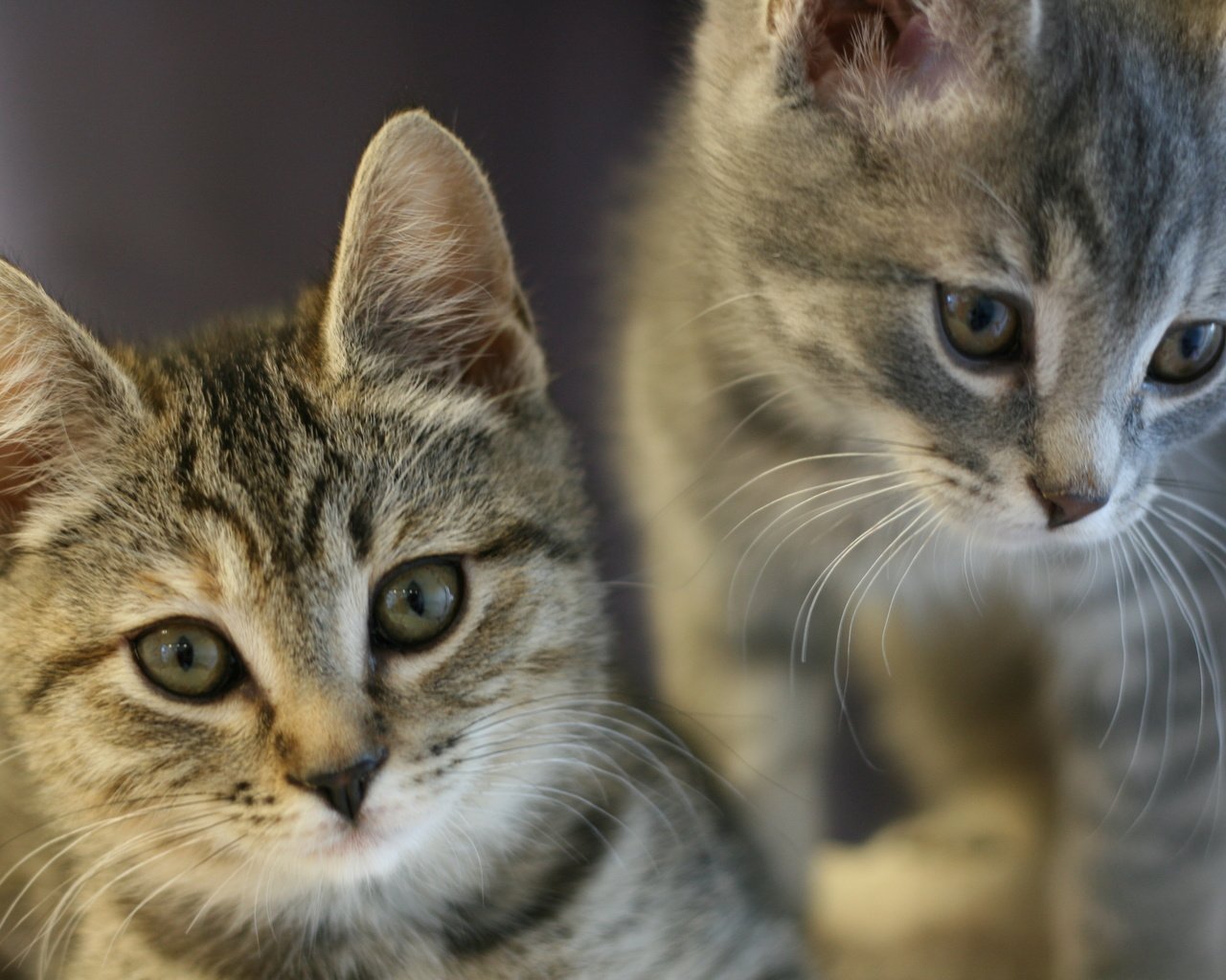 Обои взгляд, кошки, котята, мордочки, look, cats, kittens, faces разрешение 3888x2592 Загрузить