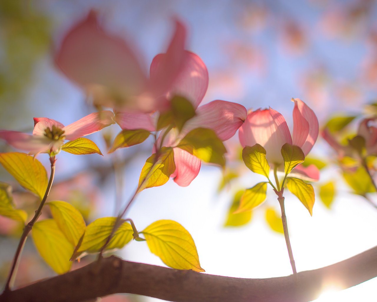 Обои небо, цветы, ветка, the sky, flowers, branch разрешение 2048x1363 Загрузить