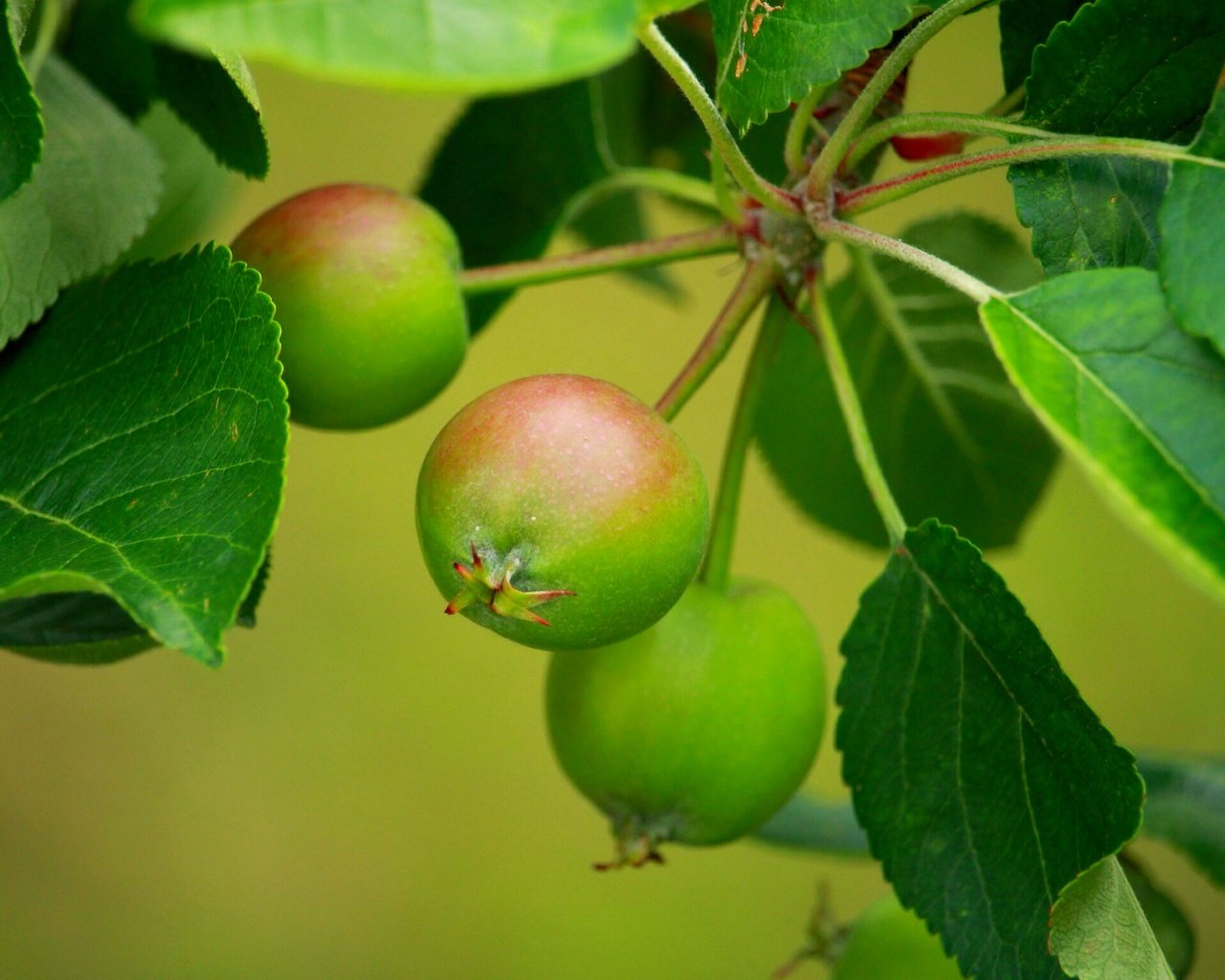 Обои листья, ветки, яблоки, размытость, листья.ветки, leaves, branches, apples, blur, leaves.branches разрешение 2304x1536 Загрузить