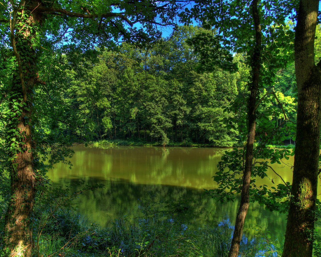 Обои деревья, река, природа, германия, trees, river, nature, germany разрешение 2880x1923 Загрузить