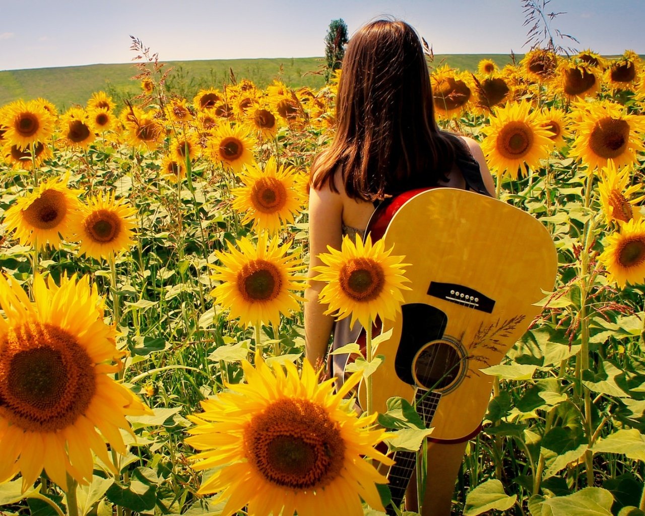 Обои девушка, поле, гитара, лето, подсолнухи, girl, field, guitar, summer, sunflowers разрешение 1920x1080 Загрузить